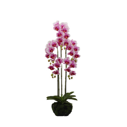 BUTTERFLY ORCHID KD3273