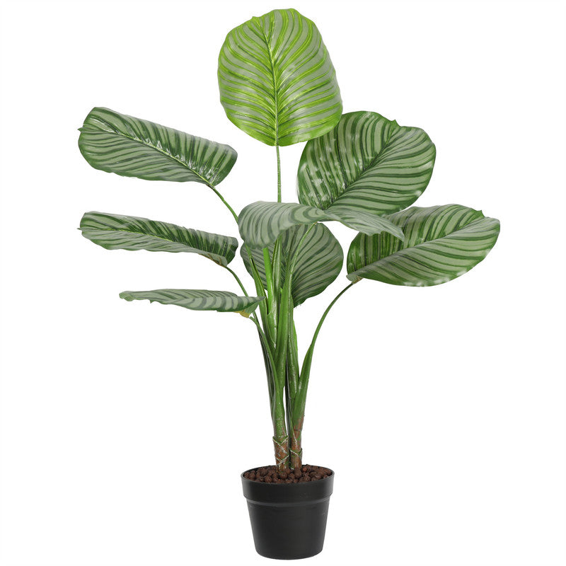 Premium Calathea Rotundifolia 90CM