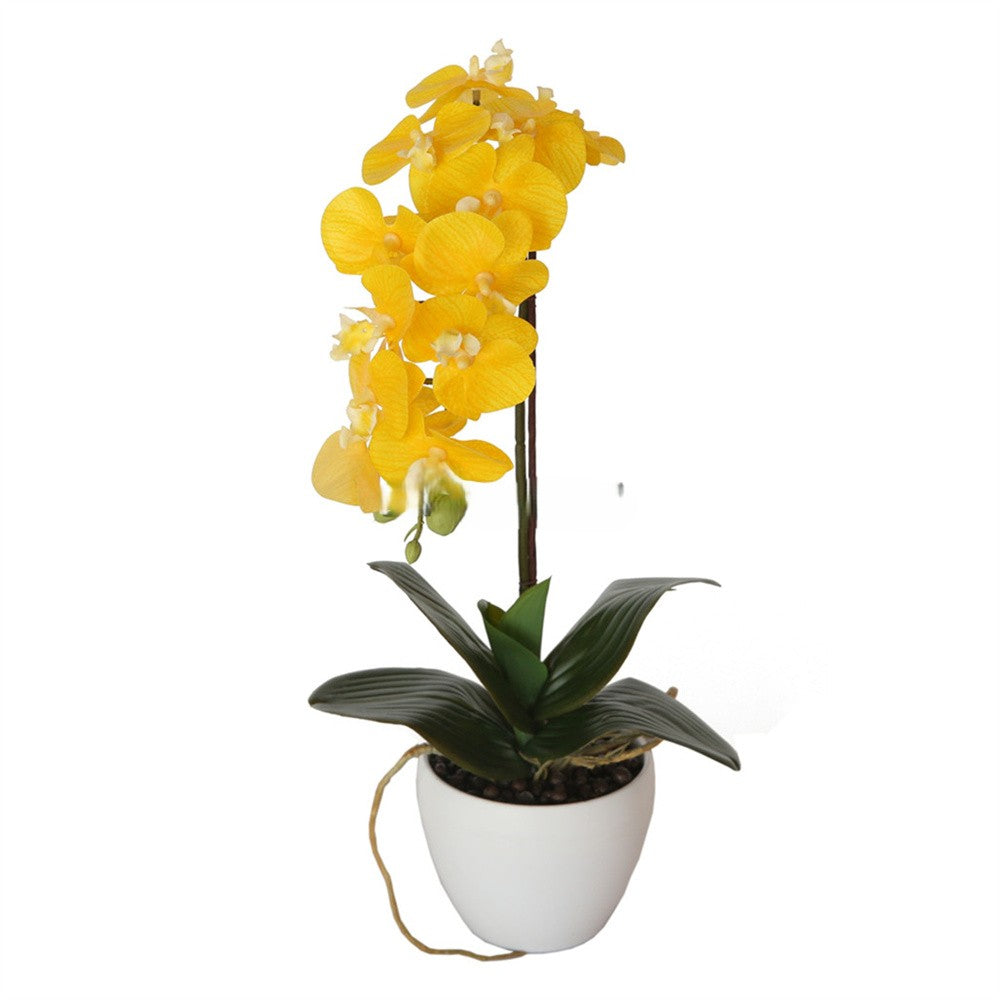 Potted Butterfly Orchid 46CM Height Yellow Color