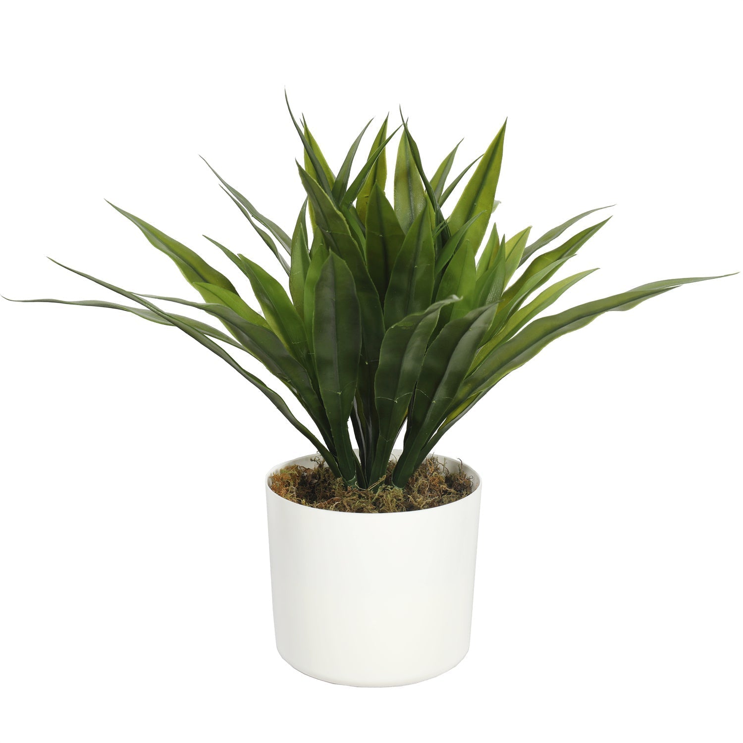 Agave Bush 40CM