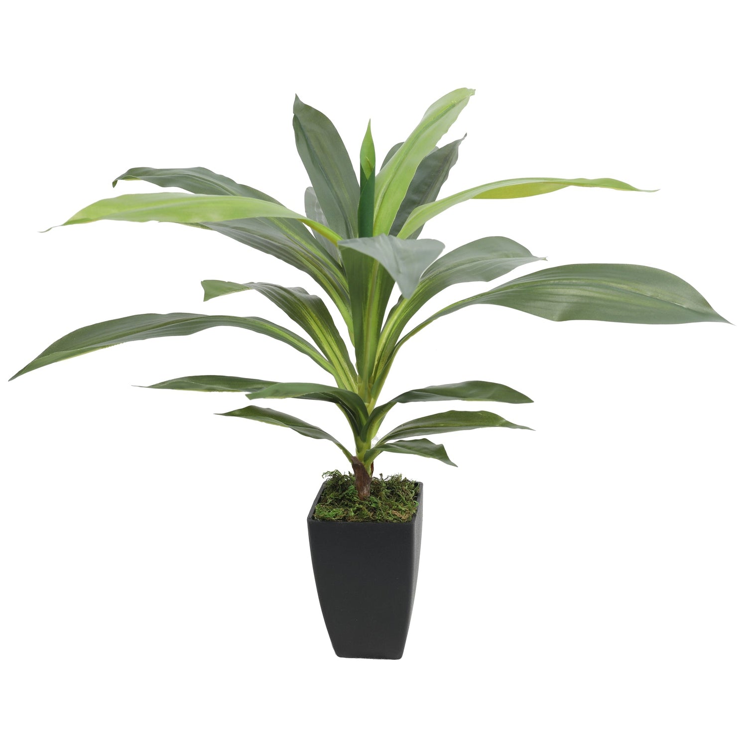 Artificial DRACAENA FRAGRANS 55CM 22 Leaves