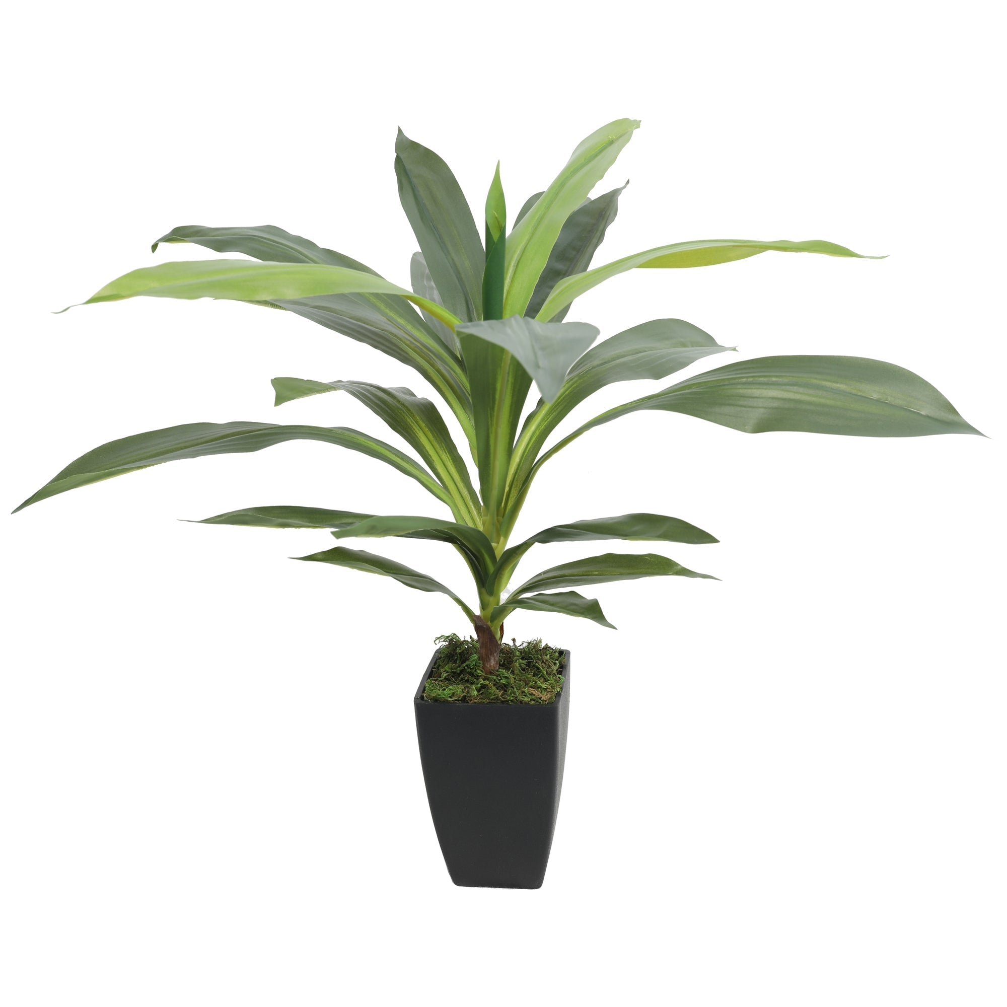 Artificial DRACAENA FRAGRANS 55CM 22 Leaves