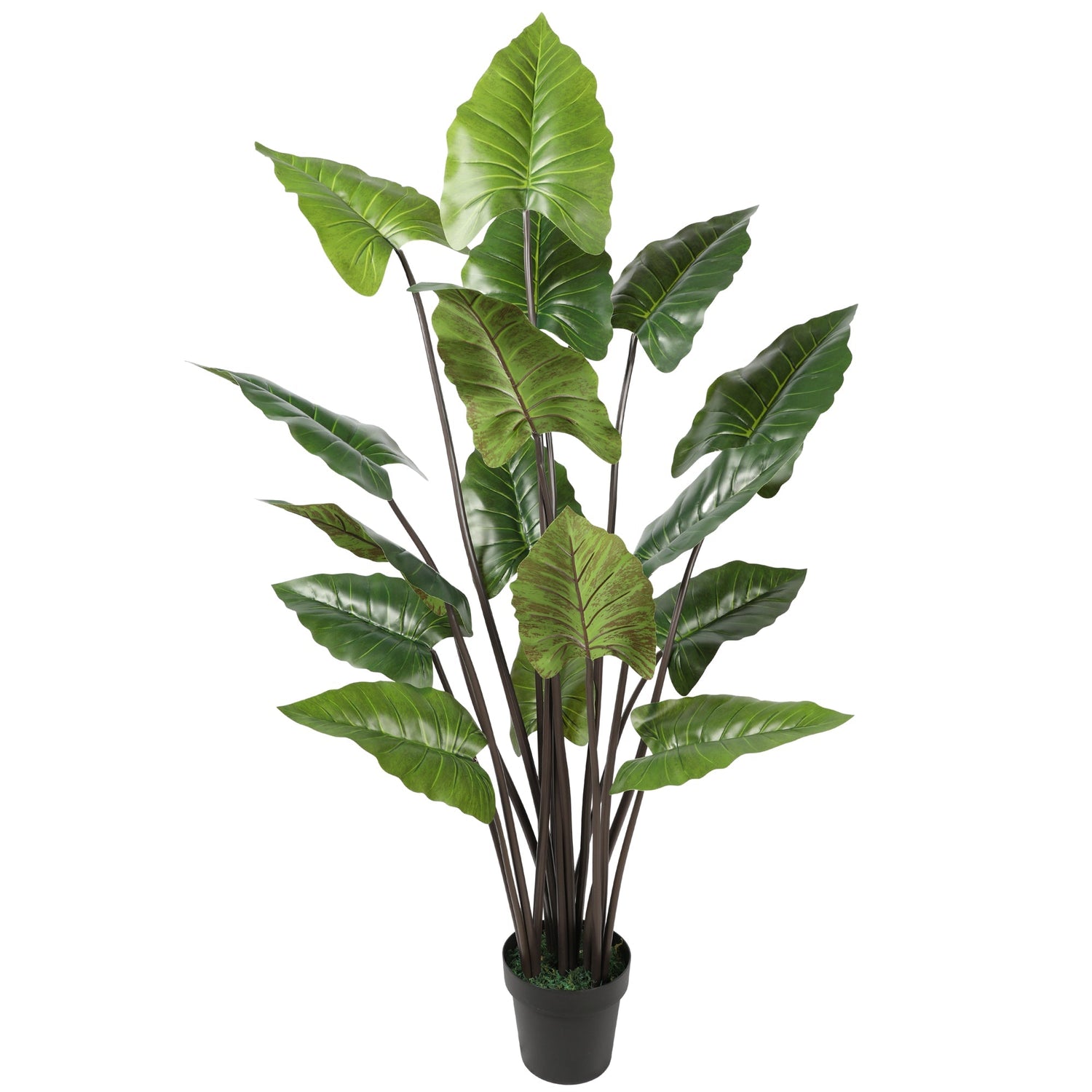 Artificial Rainbow Taro 155CM Height Indoor