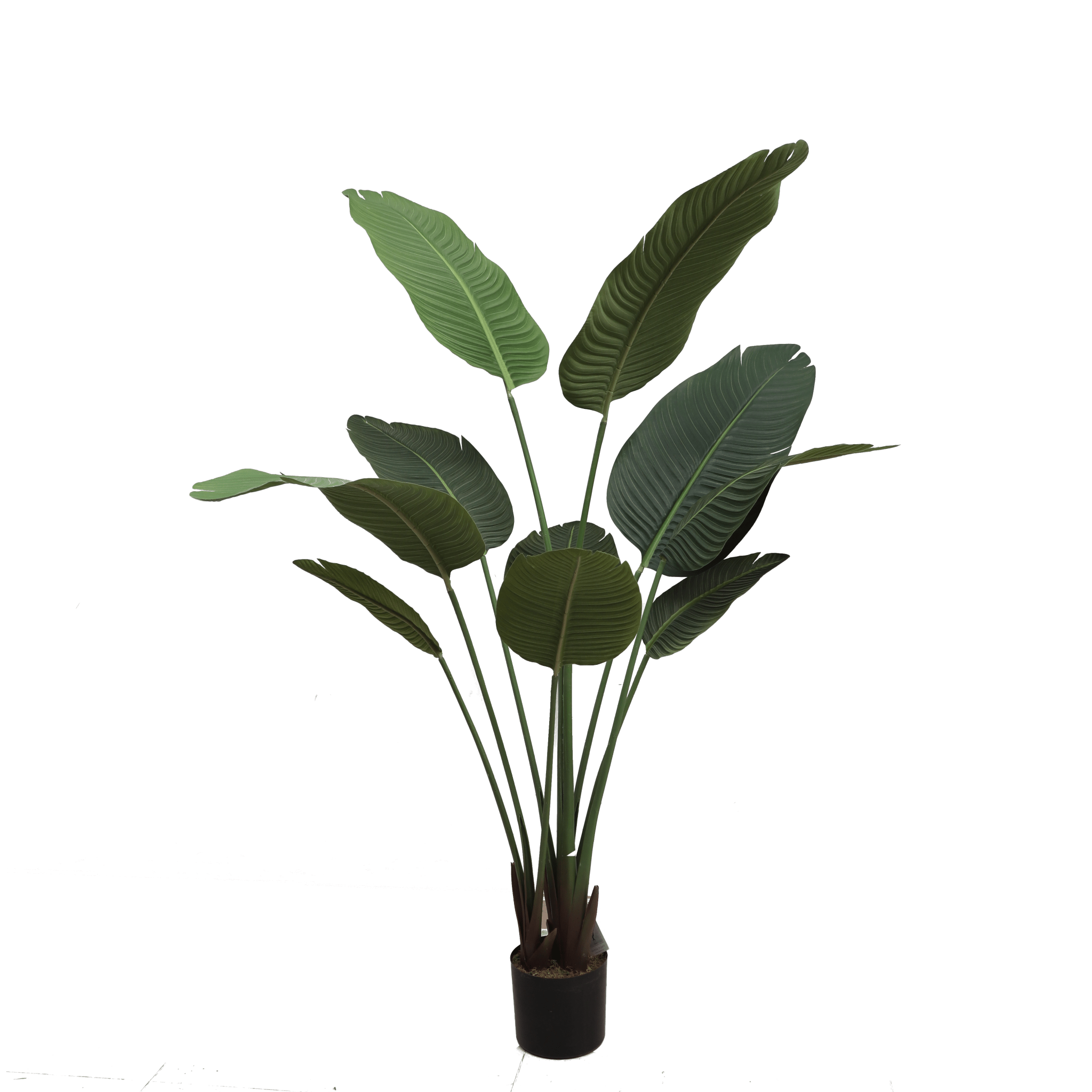Banana tree