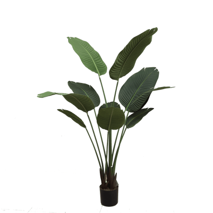 Banana tree