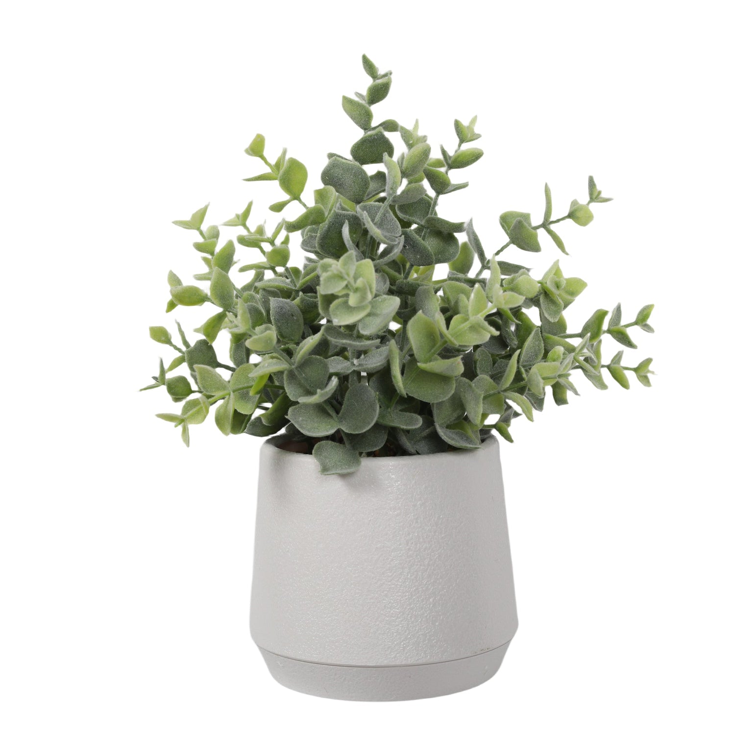 Boxwood 27CM
