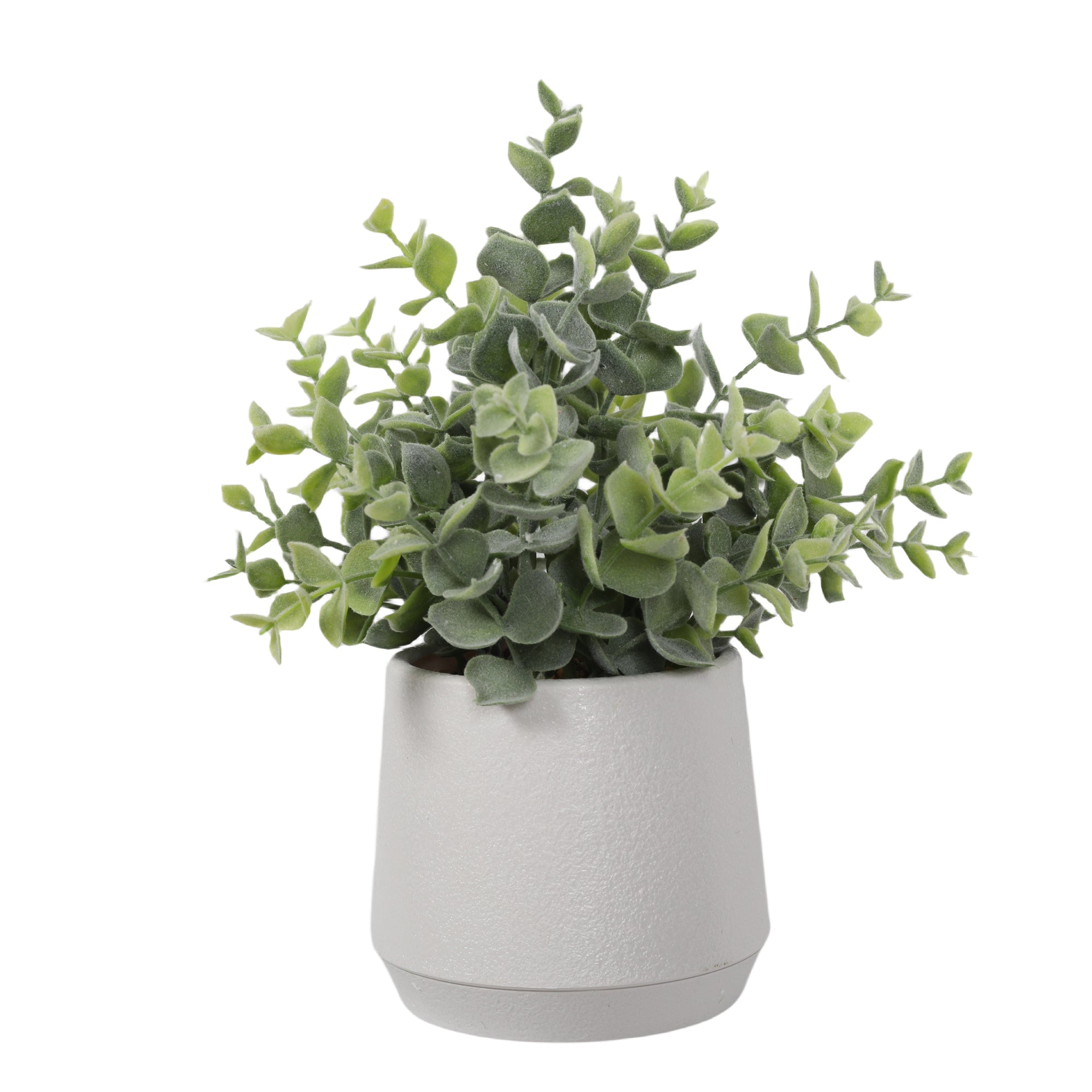 Boxwood 27CM