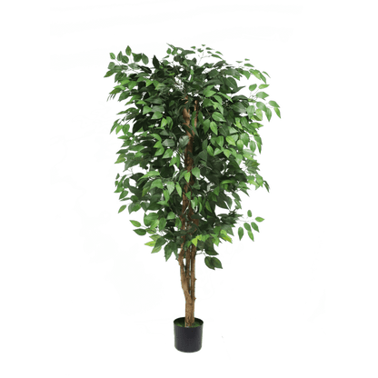 Ficus tree - 150cm
