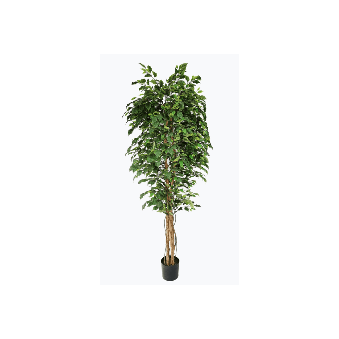 Ficus tree