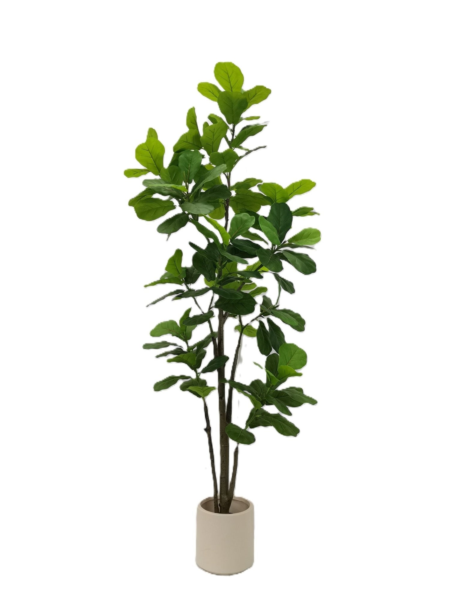 Fiddle leaf tree