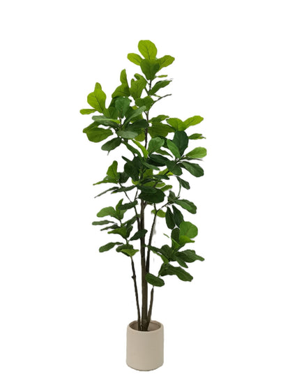 Fiddle leaf tree