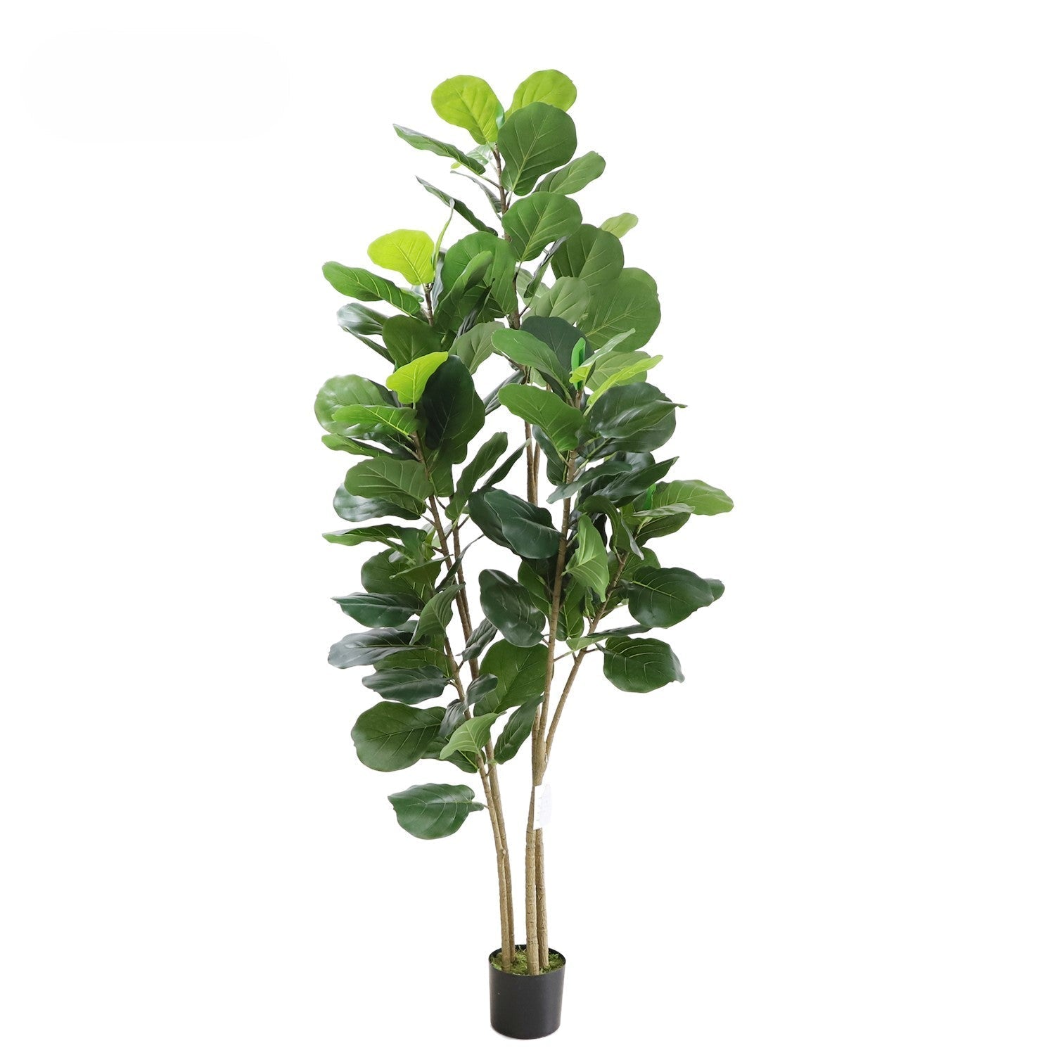 Fiddle tree