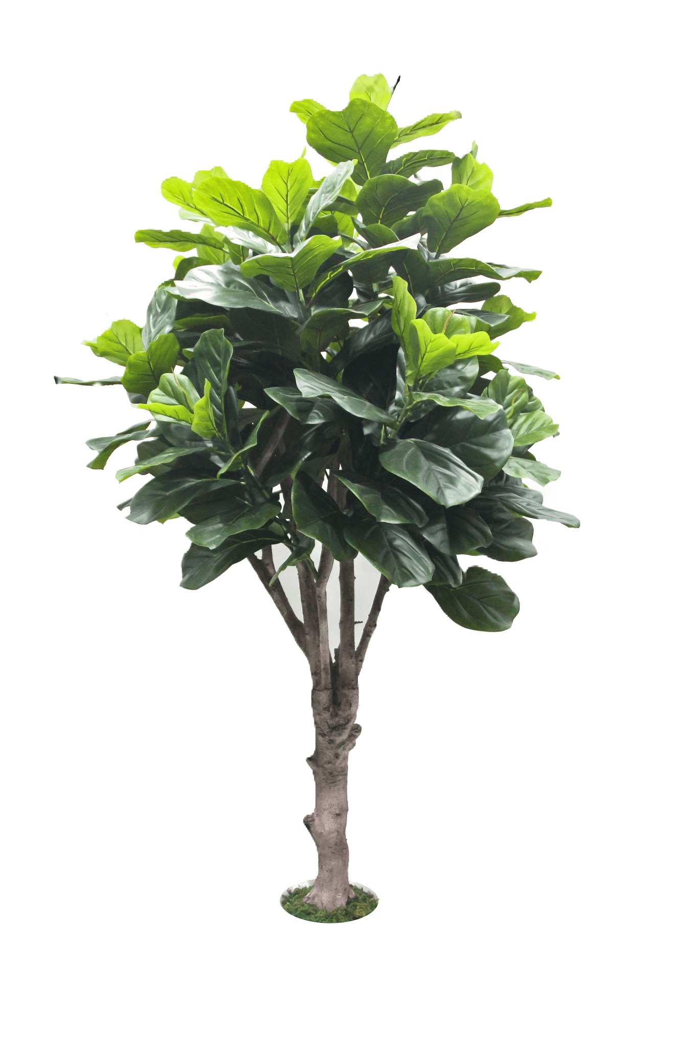 Fiddle tree
