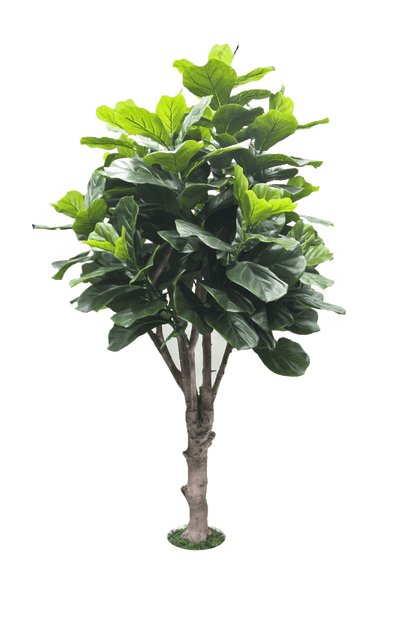 Fiddle tree
