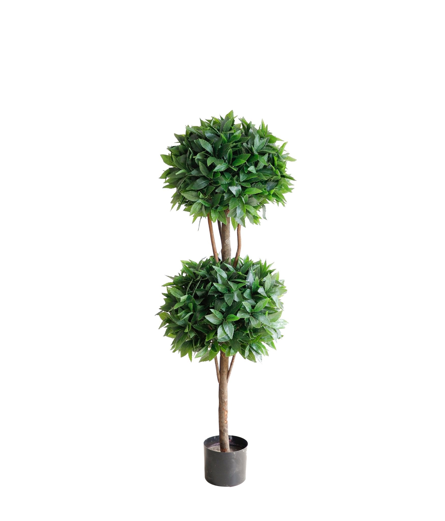 Laurel tree double ball topiary – Roots Furniture