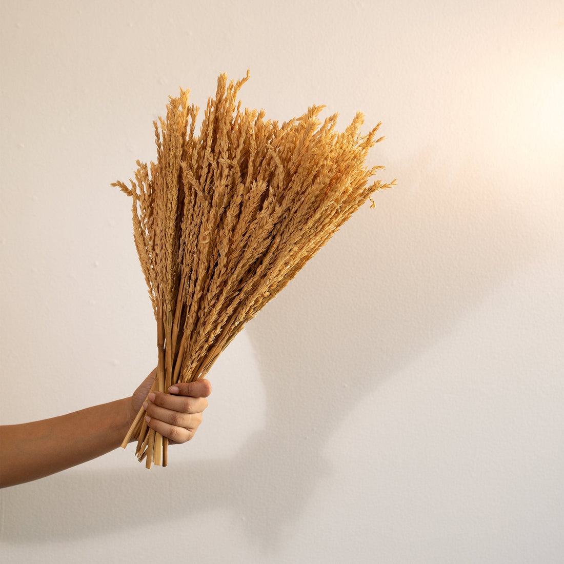 Malar maize grass bunch