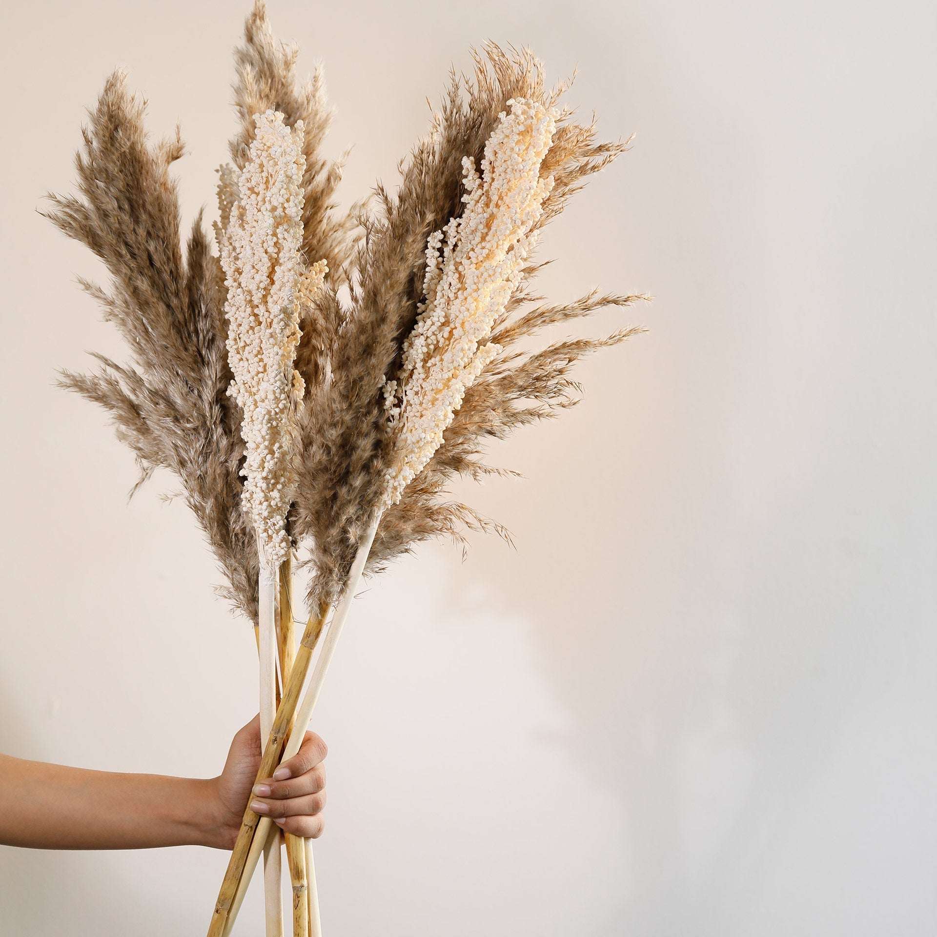Malar pampas &amp; sorghum stem bundle