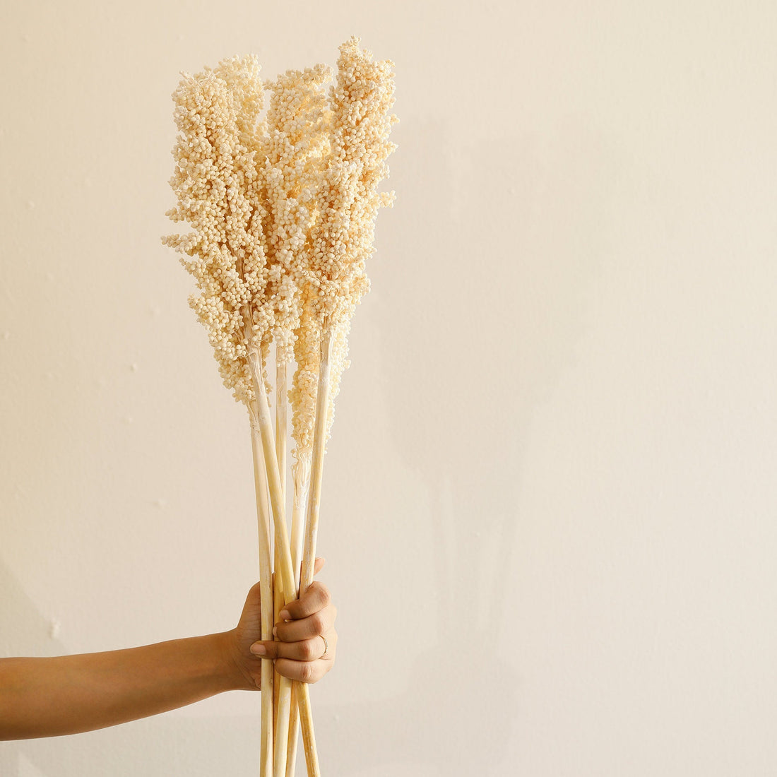 Malar sorghum stem set of 6