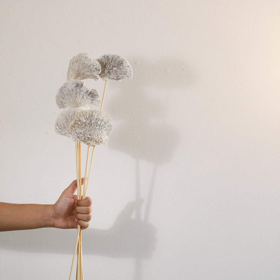 Malar whitewashed sponge mushroom set of 5