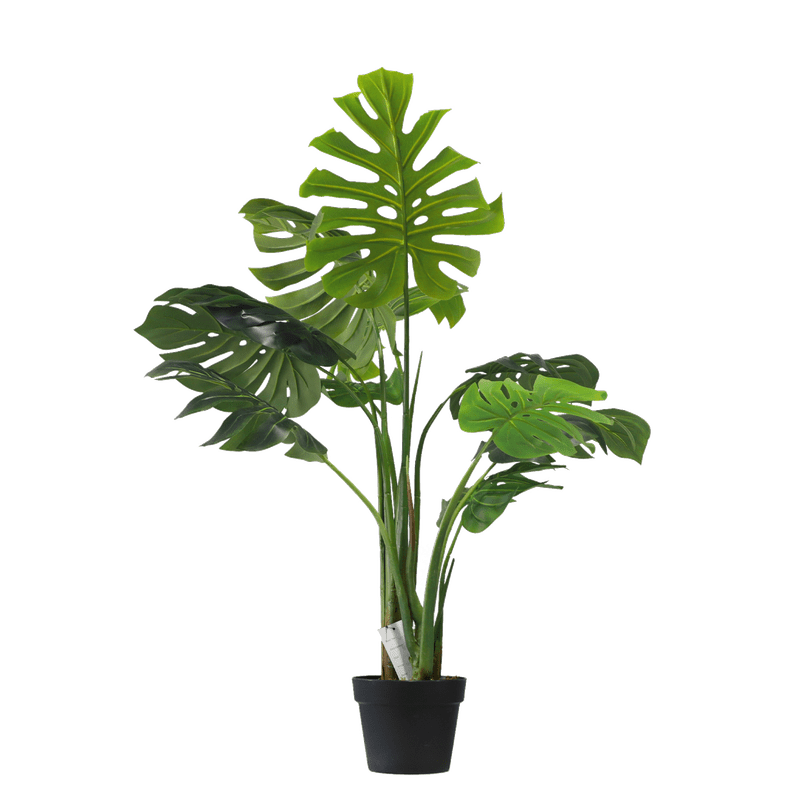 Monstera - 110cm