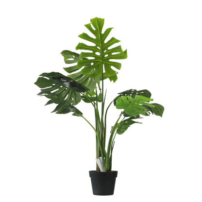 Monstera - 110cm