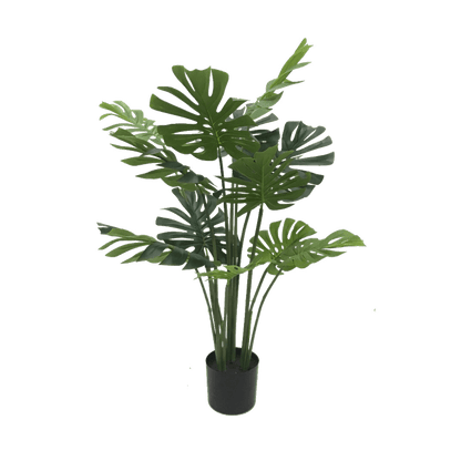 Monstera-H120cm