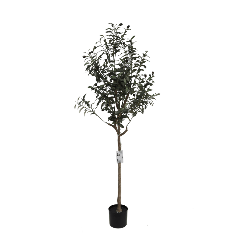 OLIVE TREE - 150cm