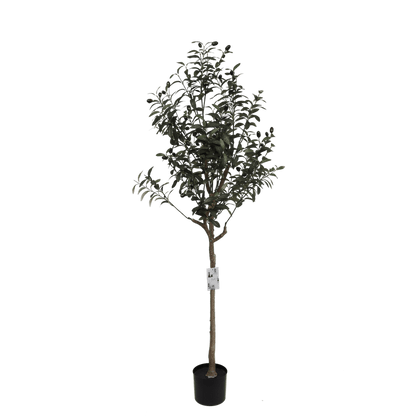 OLIVE TREE - 150cm