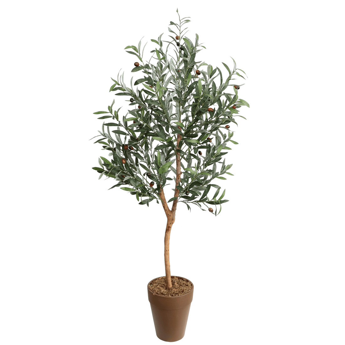 OLIVE TREE