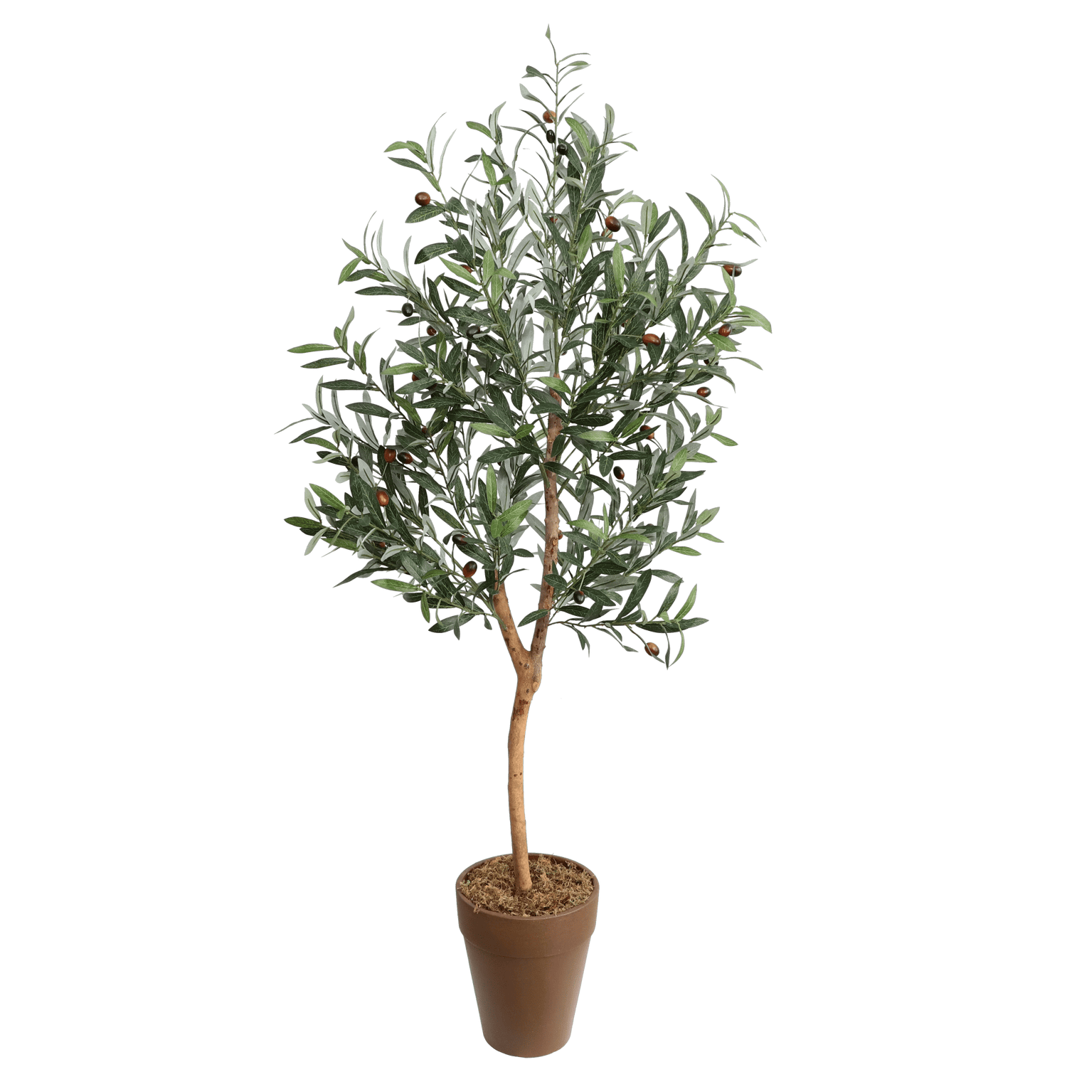 OLIVE TREE