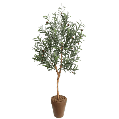 OLIVE TREE
