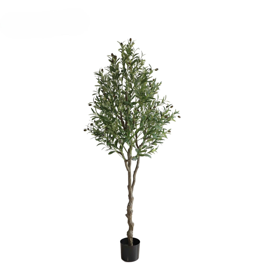 Olive Tree - 180cm