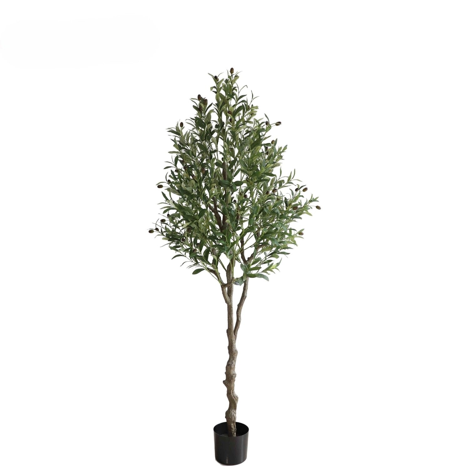 Olive Tree - 180cm