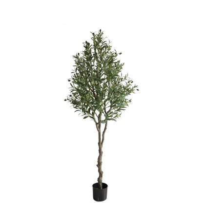 Olive Tree - 180cm
