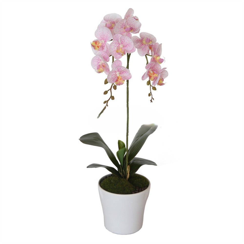 Potted Butterfly Orchid 53CM Height Pink Color