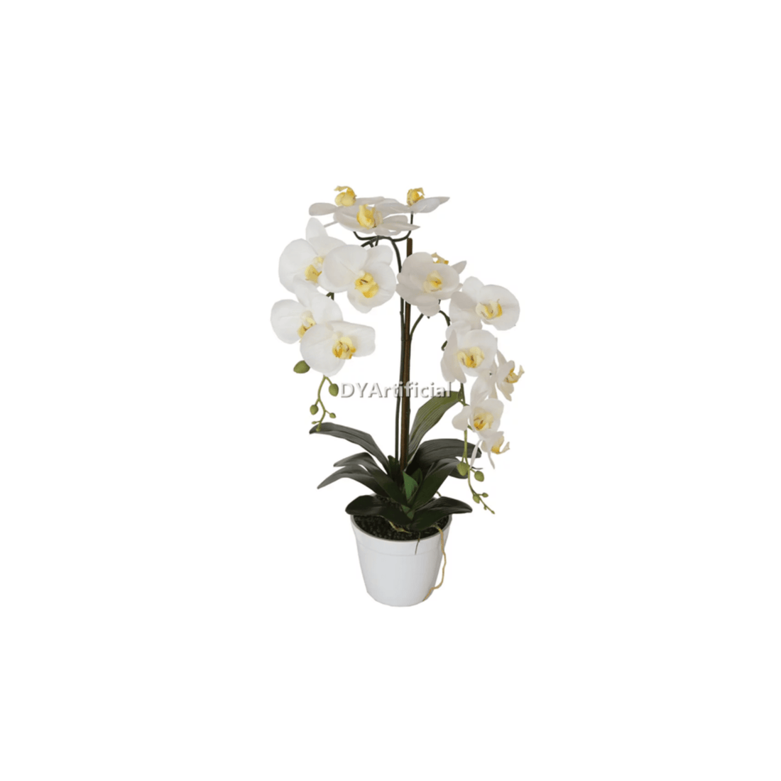 Potted Butterfly Orchid 65CM Height White Color