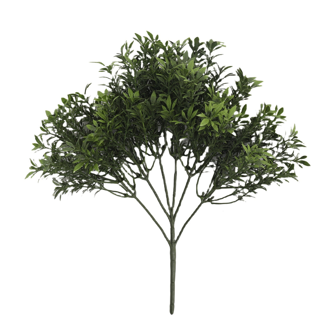 Tea Foliage Bush