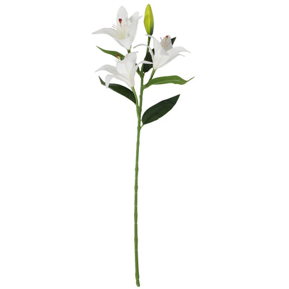 tiger orchid lily