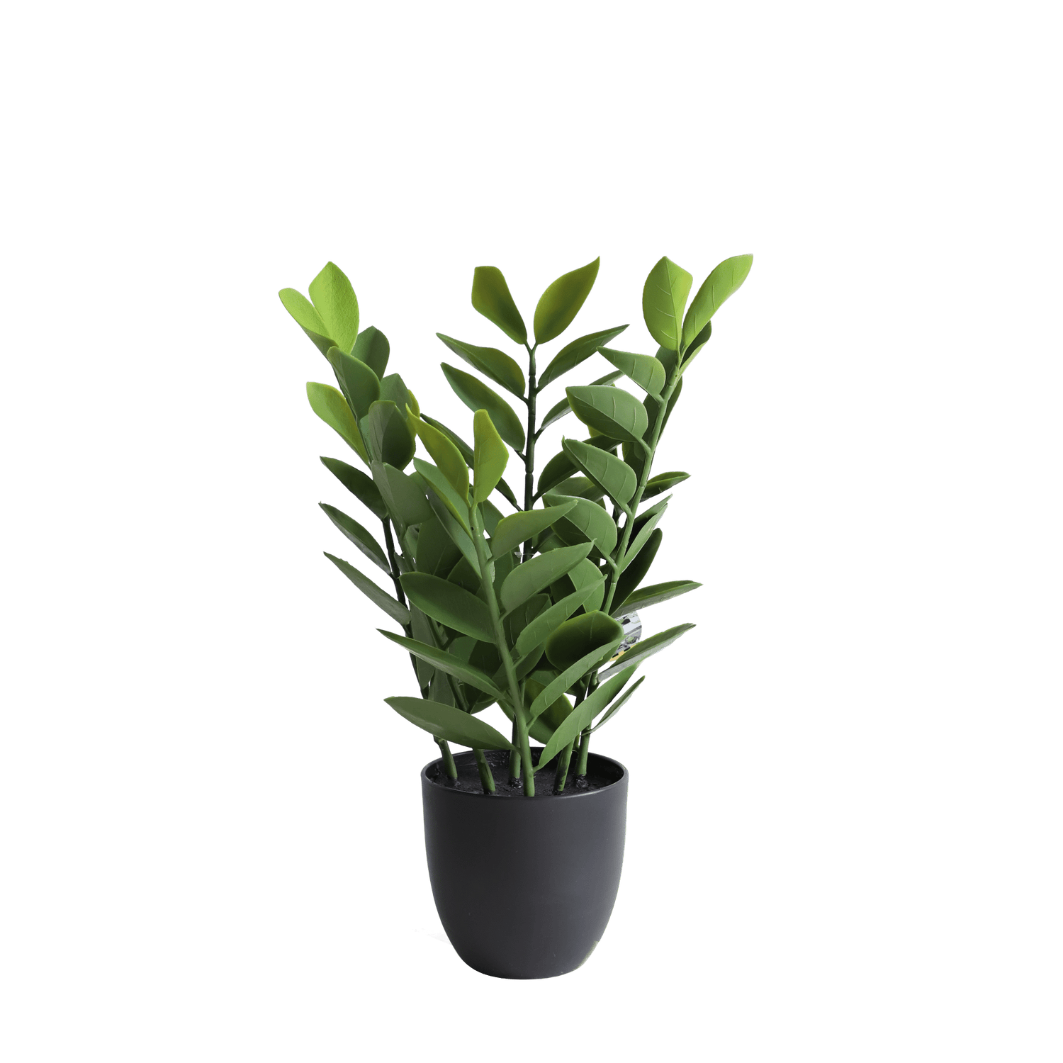 Zamioculcas